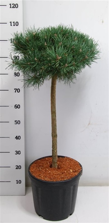 Pinus sylv. 'Martham'