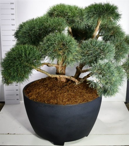 Pinus sylv. 'Repens'