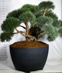 Pinus sylv. 'Repens'