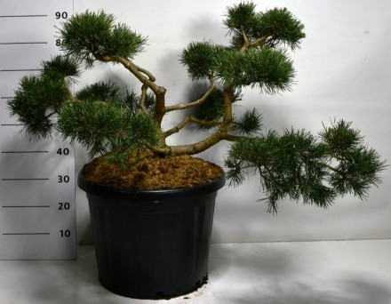 Pinus sylv. 'Repens'