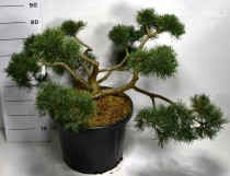 Pinus sylv. 'Repens'