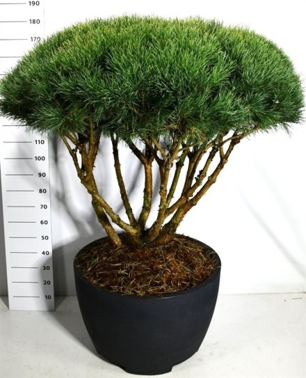 Pinus sylvestris 'Watereri'