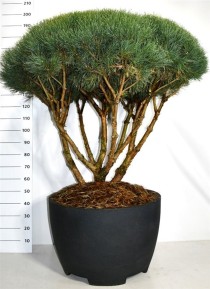 Pinus sylvestris 'Watereri'