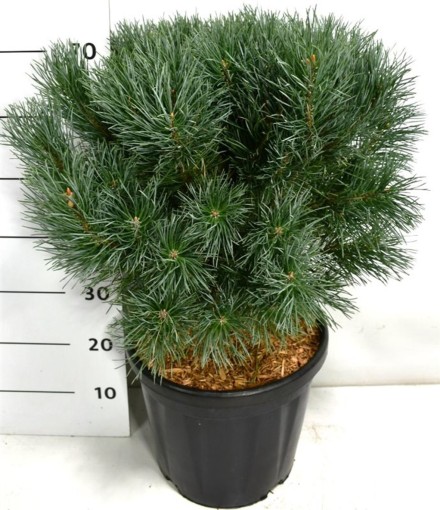 Pinus sylvestris 'Watereri'