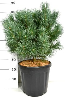 Pinus sylvestris 'Watereri'
