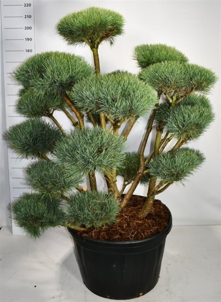 Pinus sylvestris 'Watereri'