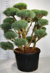 Pinus sylvestris 'Watereri'