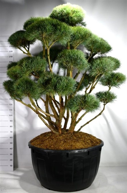 Pinus sylvestris 'Watereri'