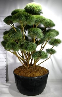 Pinus sylvestris 'Watereri'