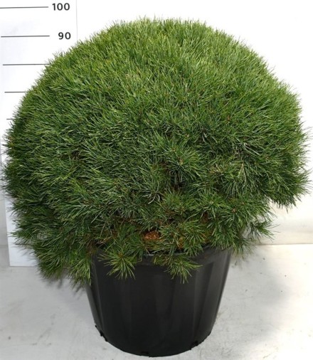 Pinus sylvestris 'Watereri'