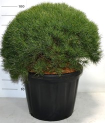 Pinus sylvestris 'Watereri'