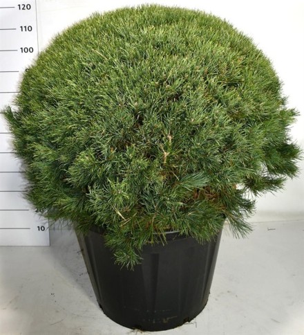 Pinus sylvestris 'Watereri'