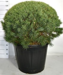 Pinus sylvestris 'Watereri'
