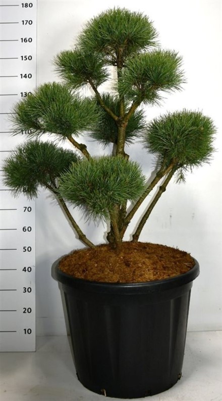 Pinus sylvestris 'Watereri'