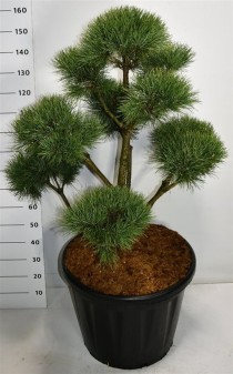 Pinus sylvestris 'Watereri'