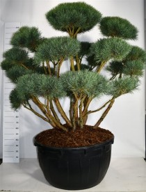 Pinus sylvestris 'Watereri'