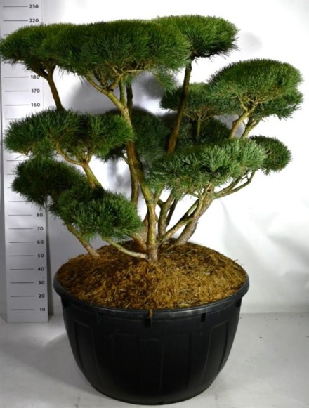 Pinus sylvestris 'Watereri'