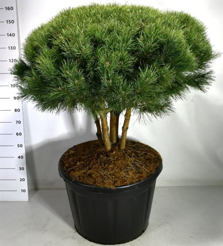 Pinus sylvestris 'Watereri'
