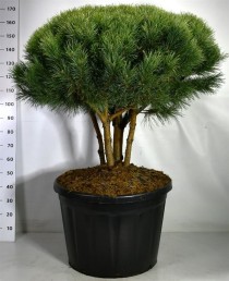 Pinus sylvestris 'Watereri'