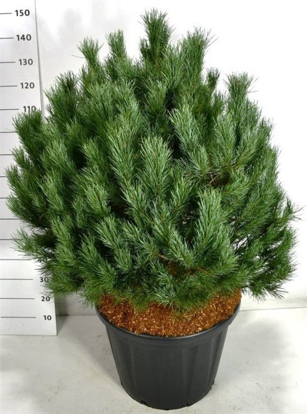 Pinus sylvestris 'Watereri'