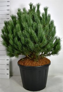 Pinus sylvestris 'Watereri'