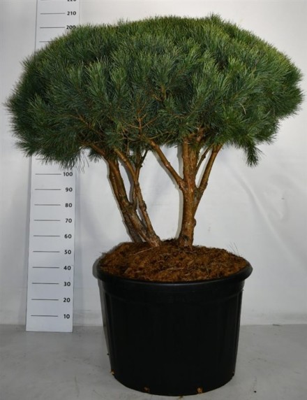 Pinus sylvestris 'Watereri'