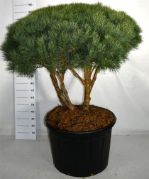 Pinus sylvestris 'Watereri'