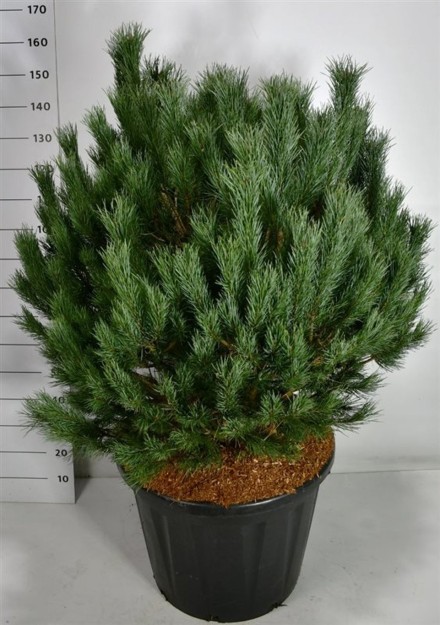 Pinus sylvestris 'Watereri'