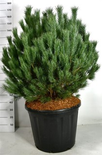 Pinus sylvestris 'Watereri'
