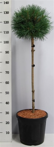 Pinus sylvestris 'Watereri'