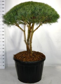 Pinus sylvestris 'Watereri'