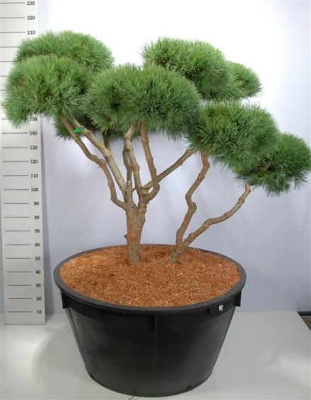 Pinus sylvestris 'Watereri'