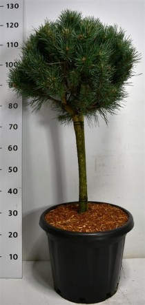 Pinus sylvestris 'Watereri'