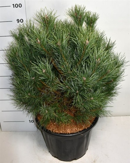 Pinus sylvestris 'Watereri'