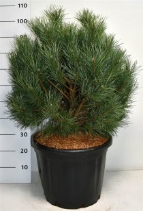 Pinus sylvestris 'Watereri'