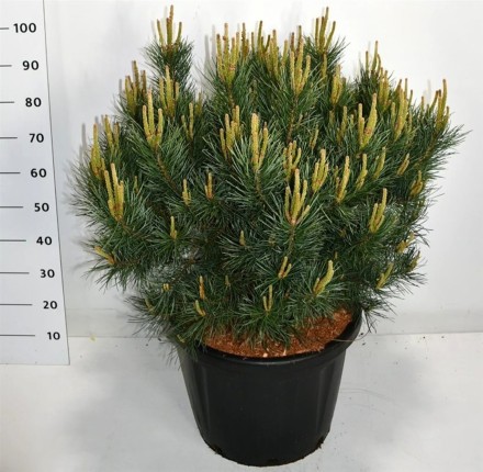 Pinus sylvestris 'Watereri'