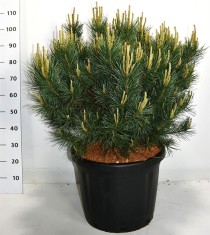 Pinus sylvestris 'Watereri'