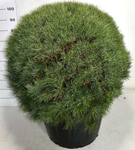 Pinus sylvestris 'Watereri'