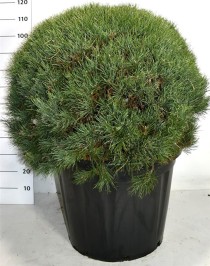 Pinus sylvestris 'Watereri'