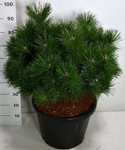 Pinus thunbergii 'Sayonara'