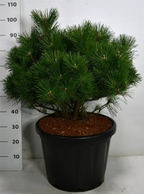 Pinus thunbergii 'Sayonara'