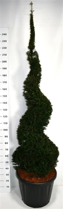 Taxus baccata