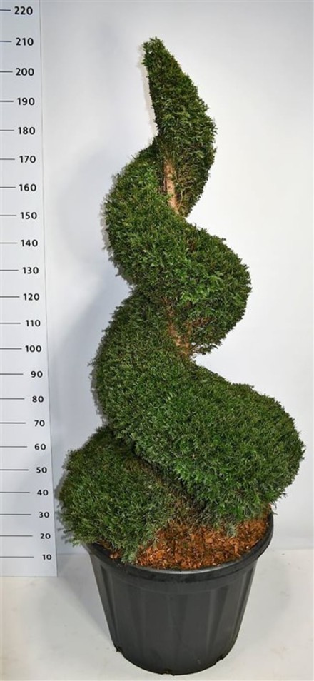 Taxus baccata