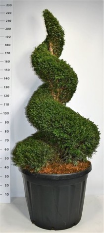 Taxus baccata