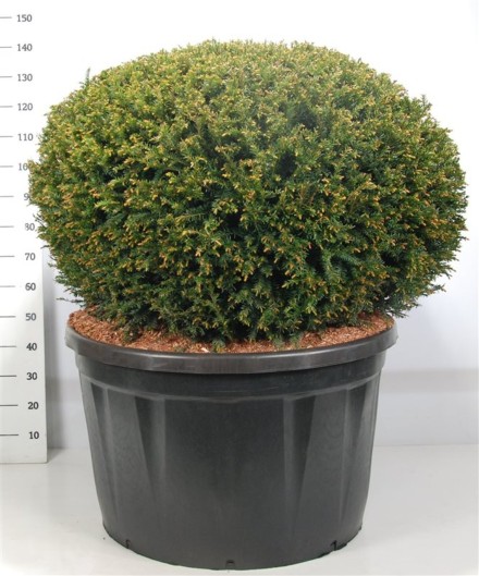 Taxus baccata