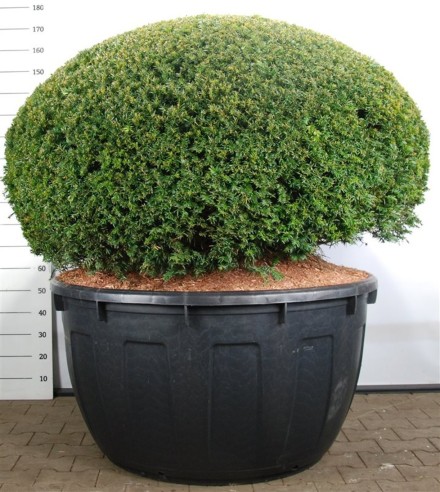 Taxus baccata