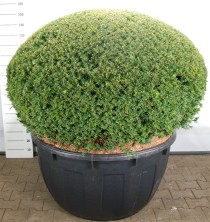 Taxus baccata