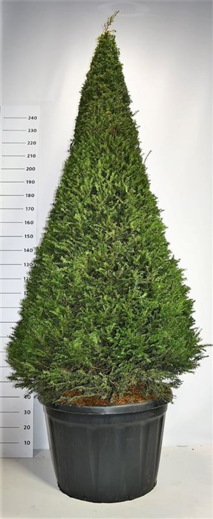 Taxus baccata