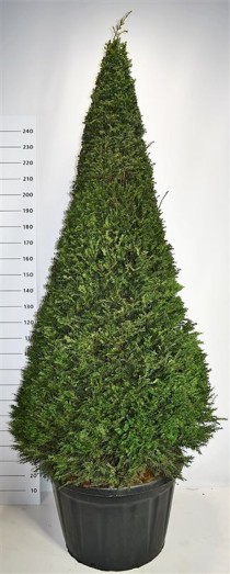 Taxus baccata