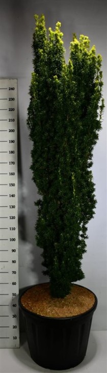 Taxus b. 'Fastigiata Aurea'